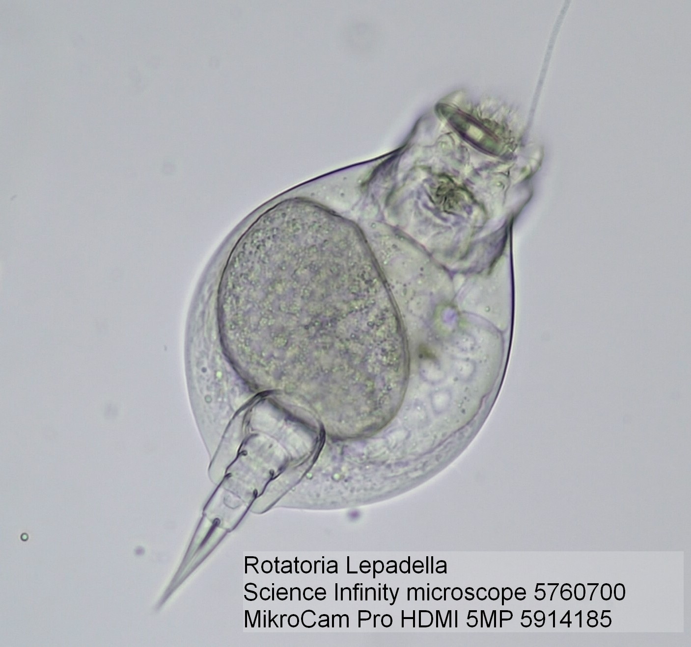 Caméra de Microscope BRESSER MikroCam Pro HDMI 5MP 