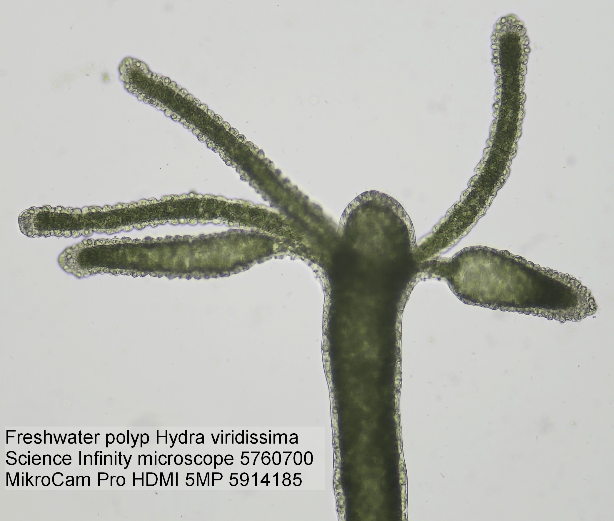 Caméra de Microscope BRESSER MikroCam Pro HDMI 5MP 